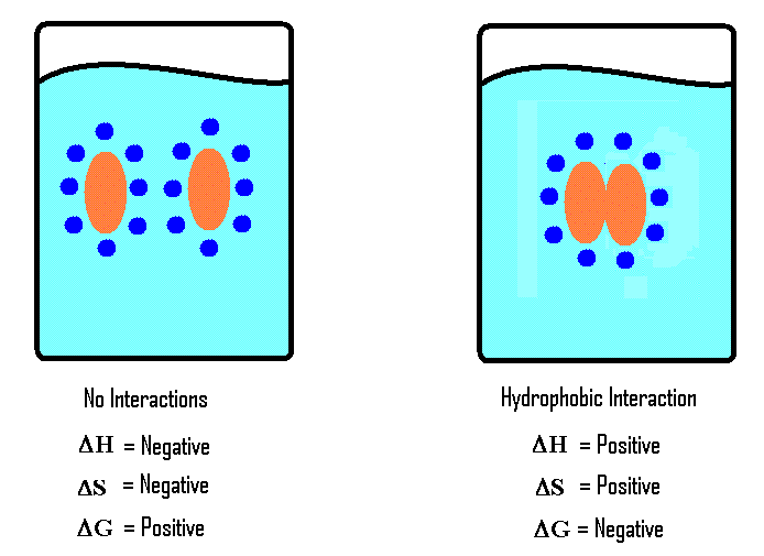 13.6: Hydrophobic Interaction