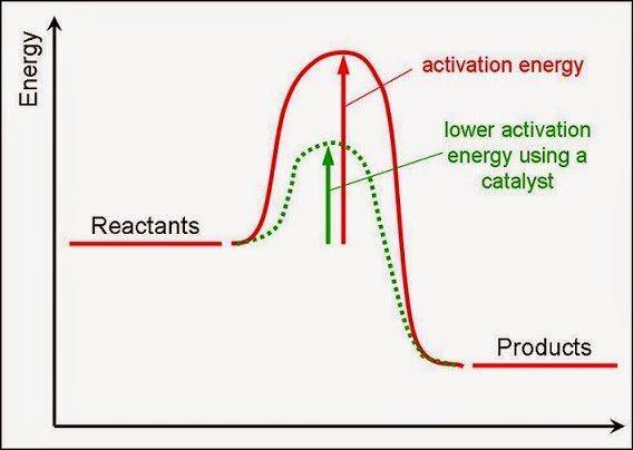 What Is Activation Energy Biology - Tutordale.com