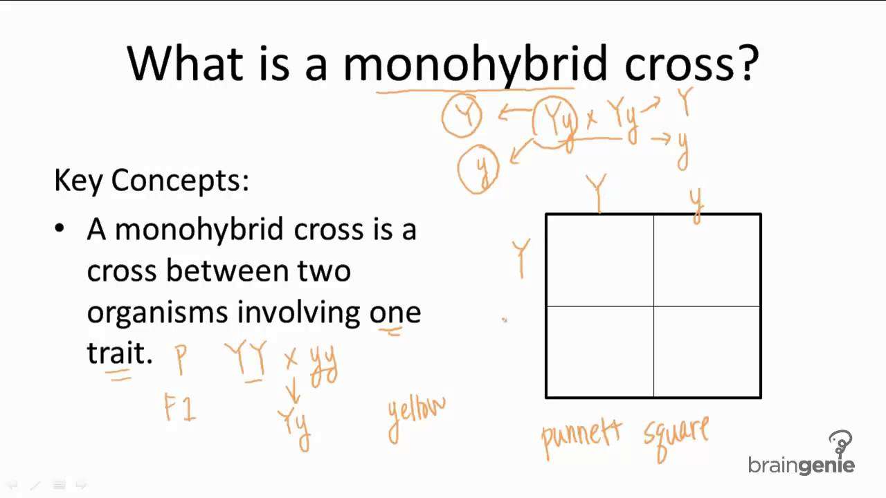 9.2.5 Monohybrid Cross
