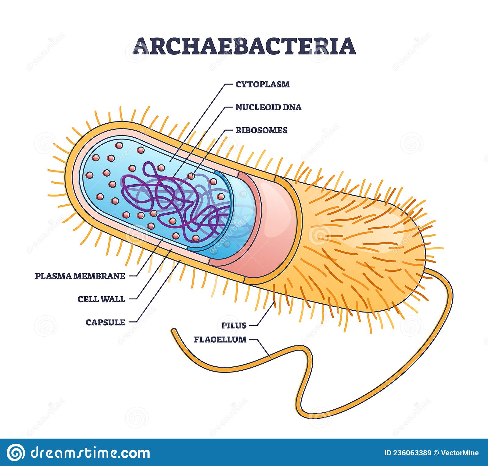 Archaebacteria Inner and Outer Anatomical Bacteria Structure Outline ...