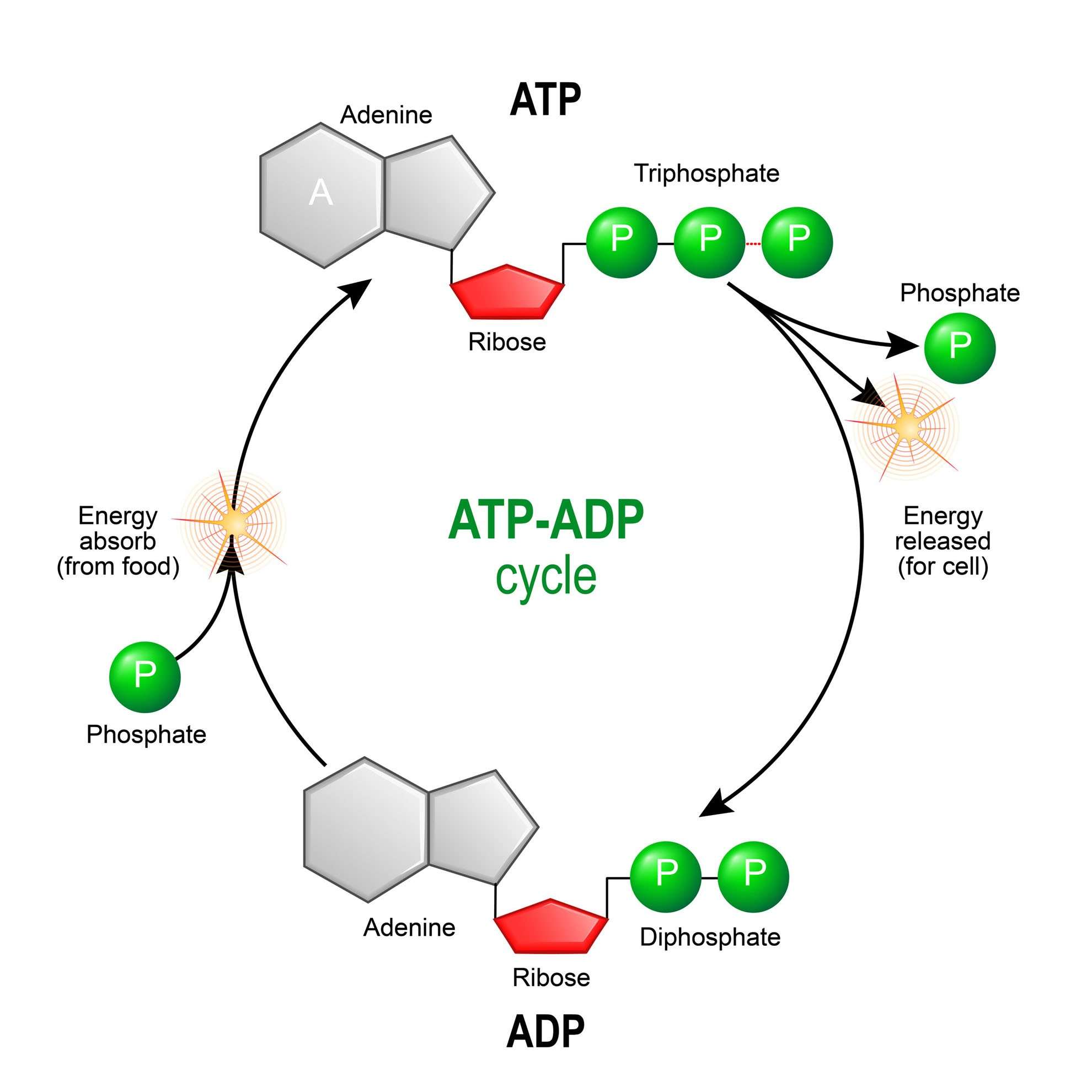 ATP &  ADP