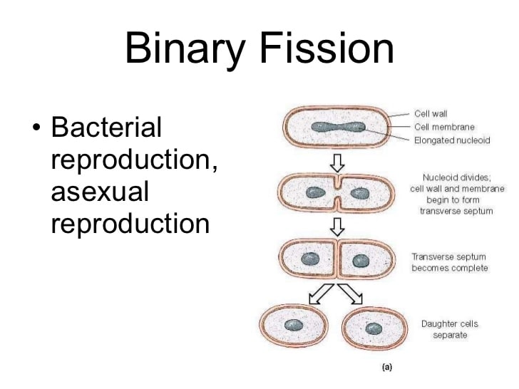 Binary fission in bacteria ppt