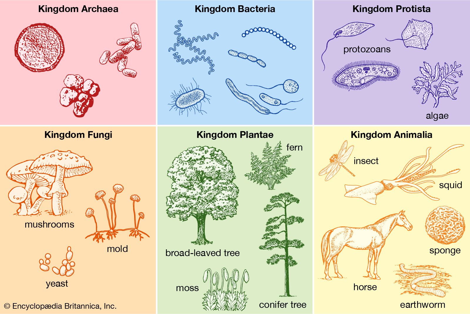 biological classification