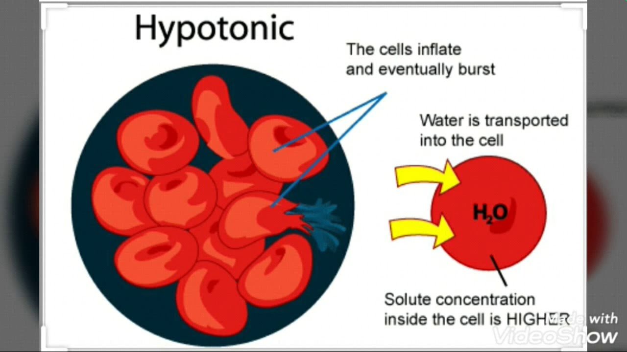 Biology Class IX Hypotonic, Hypertonic and Isotonic ...