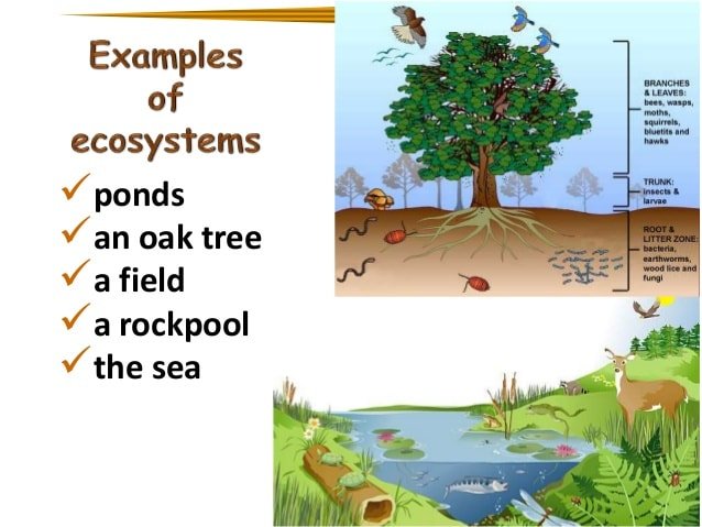 Biology Form 4 Chapter 8 :Dynamic Ecosystem Part 1