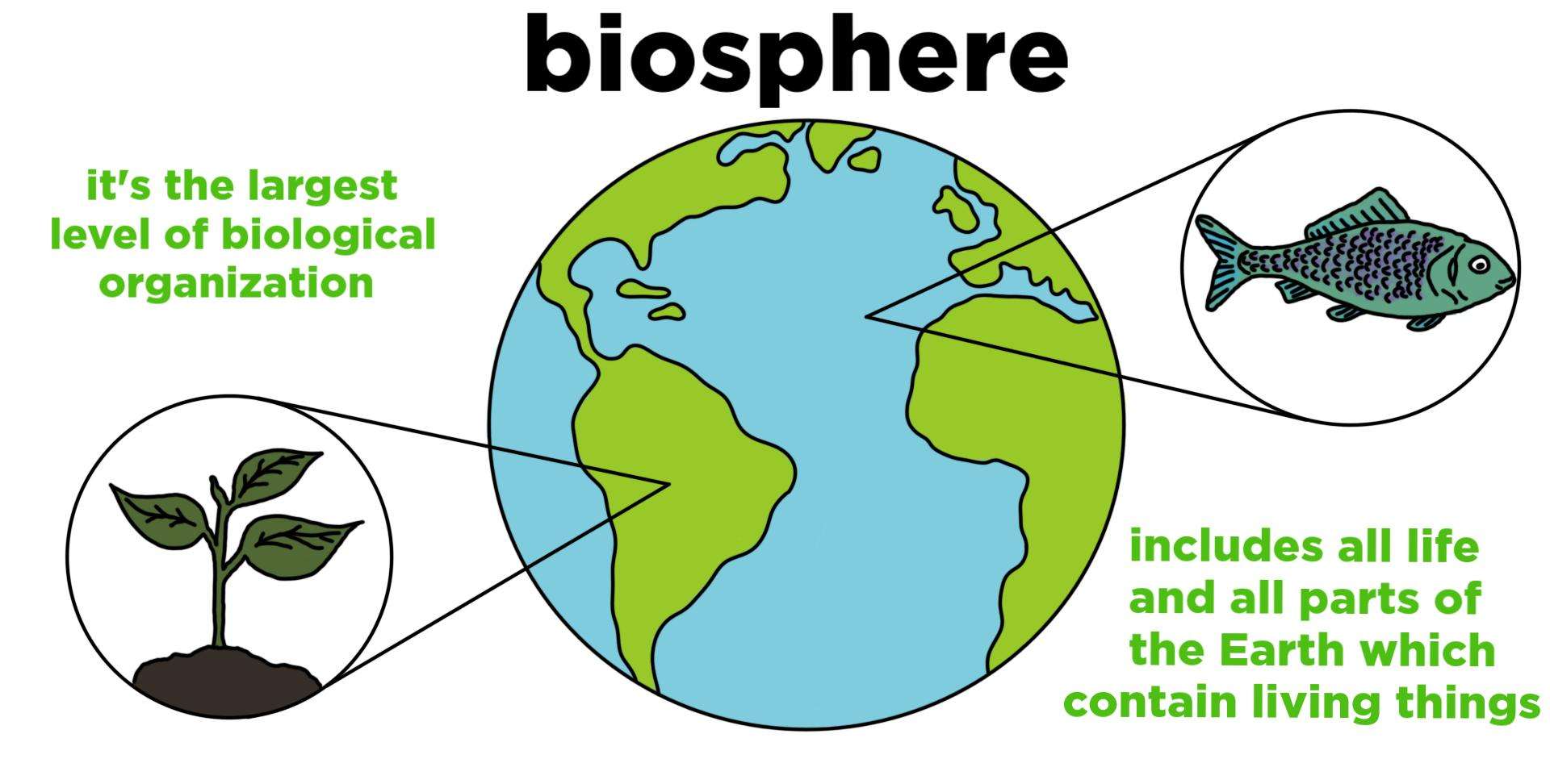 Biosphere  Definition &  Importance