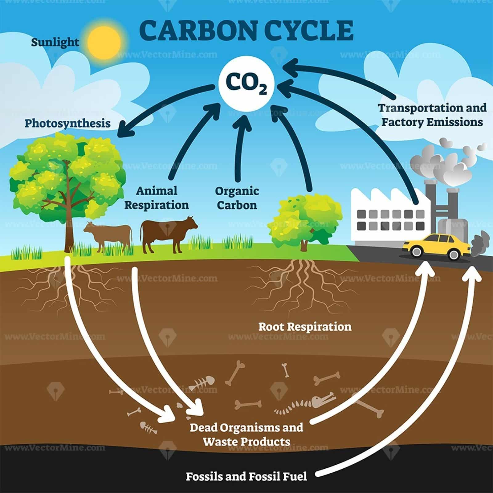 Carbon cycle vector illustration