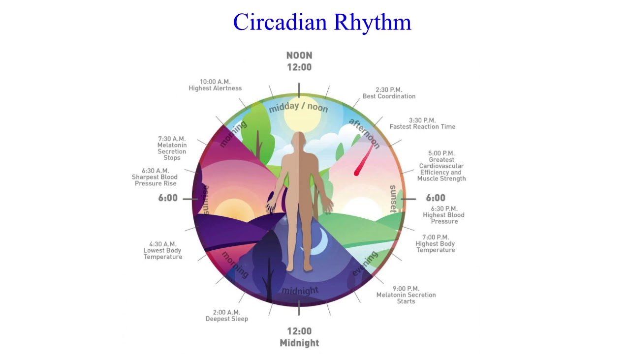 Circadian rhythm sleep phase disorders