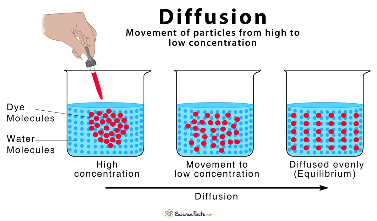 Diffusion: Definition and How Does it Occur (with Diagram)