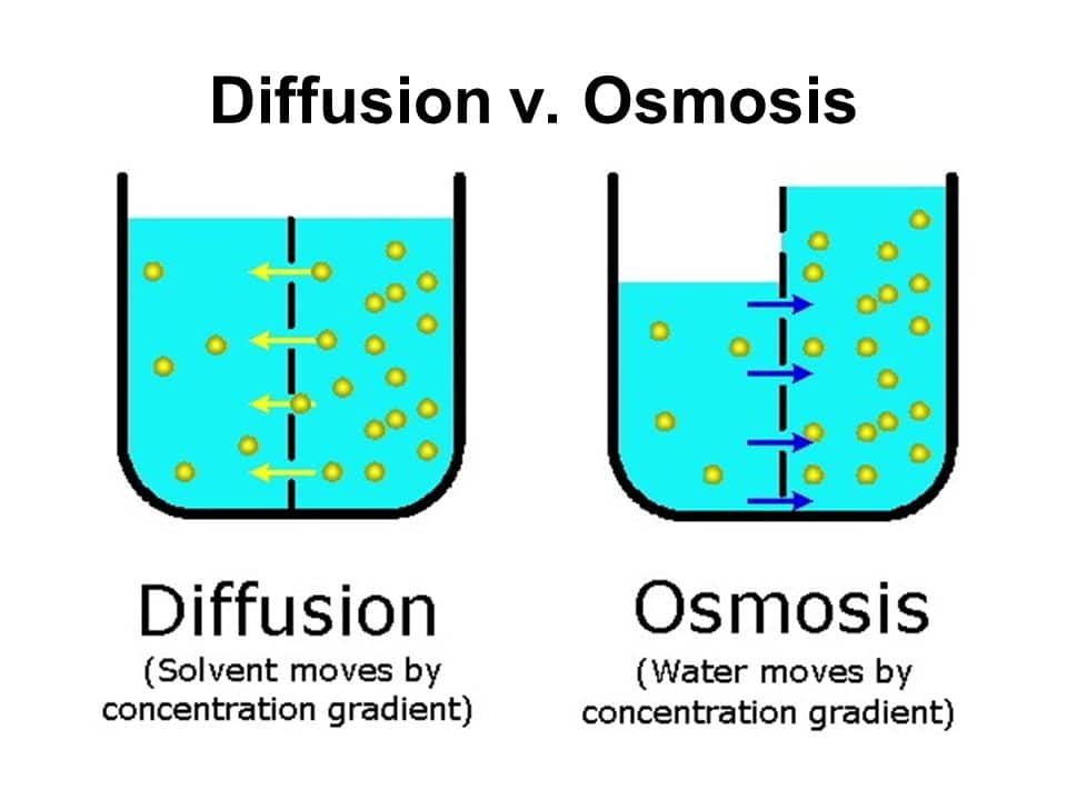Diffusion v. Osmosis