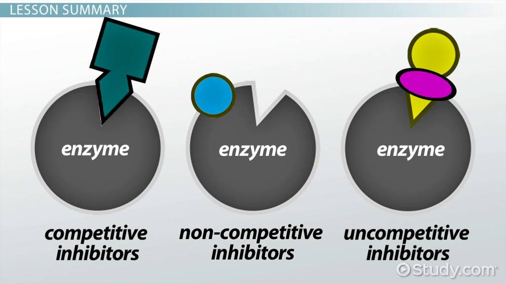 Enzyme Inhibitor: Definition &  Examples