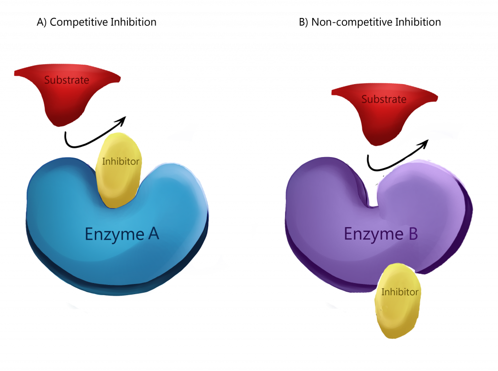 Enzymes: AP® Biology Crash Course Review