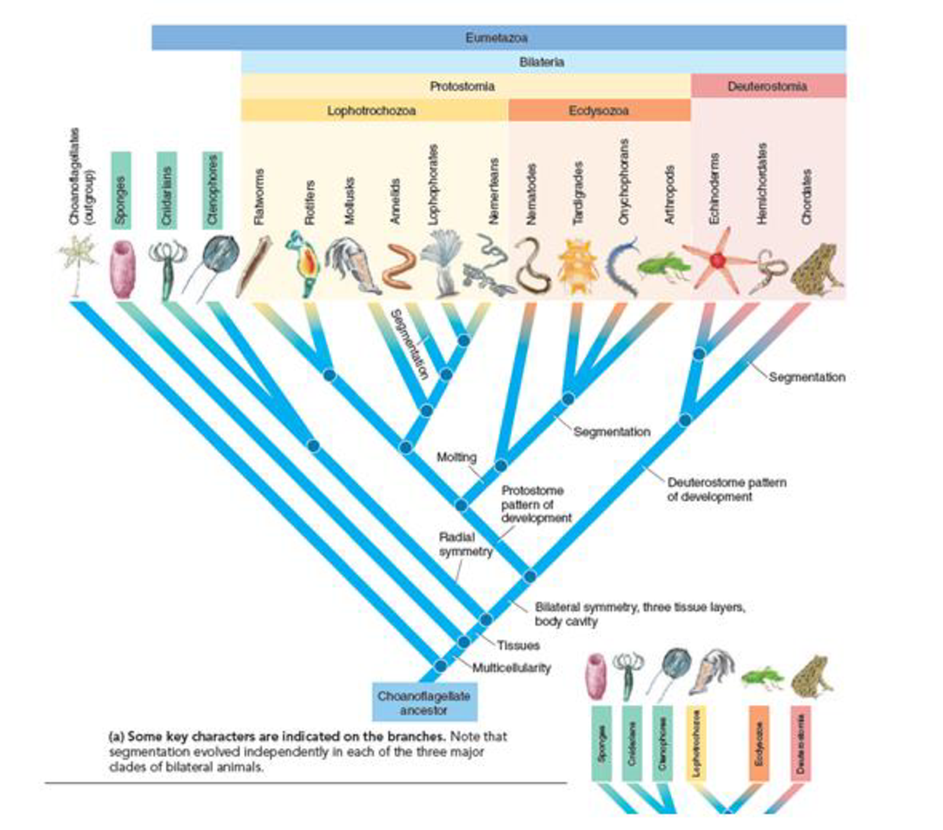 EVOLUTION LINK Examine the cladogram in Figure 30