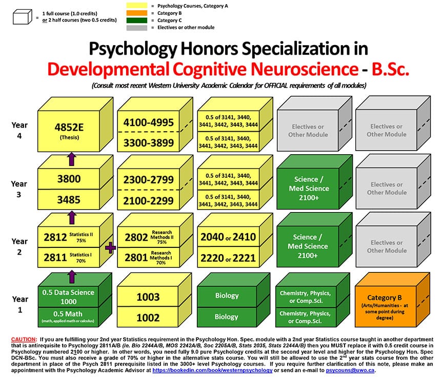 Honours Specialization BSc Developmental Cognitive Neuroscience ...