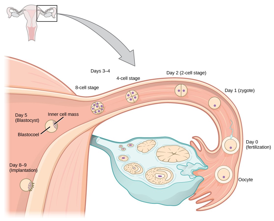 Human Pregnancy and Birth Â· Biology