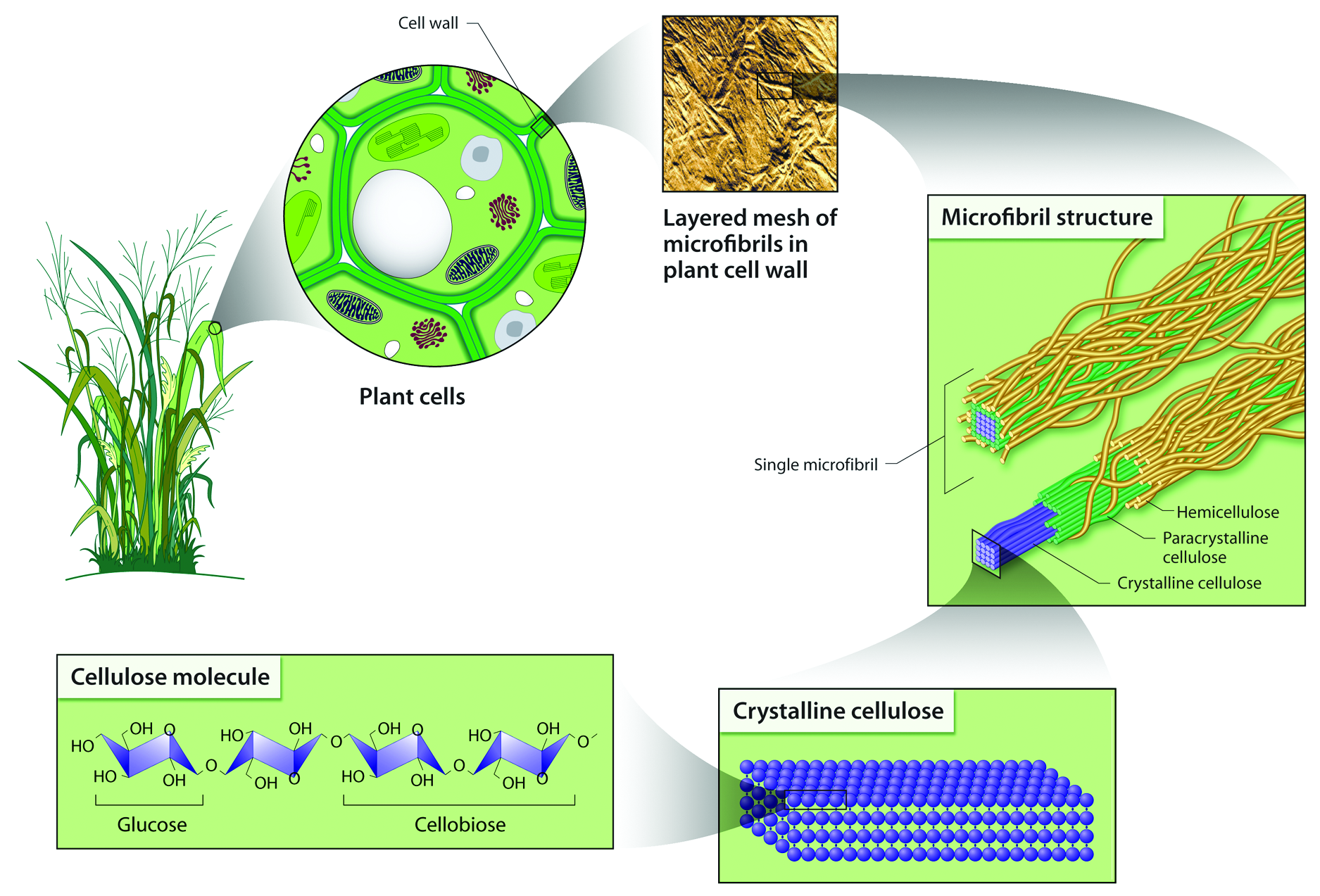 Hydrolysis of Biomass Mediated by Cellulases for the ...