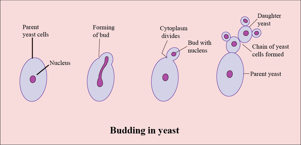 In the figure of budding in Yeast structures a b c class ...