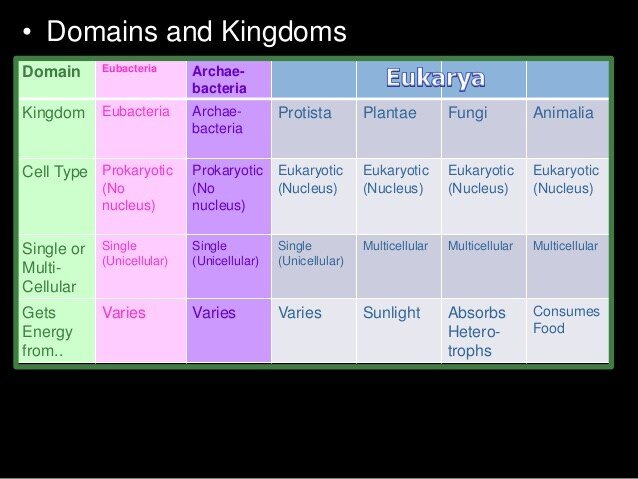 Kingdom Fungi Biology Lesson PowerPoint, Taxonomy