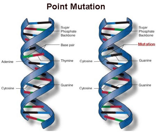 Learn About How the Gene Mutation Works