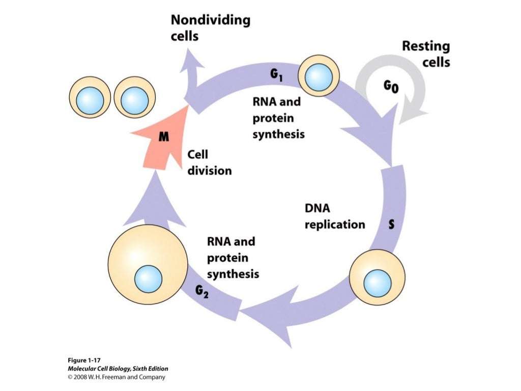 Molecular Cell Biology Lodish 6th.ppt