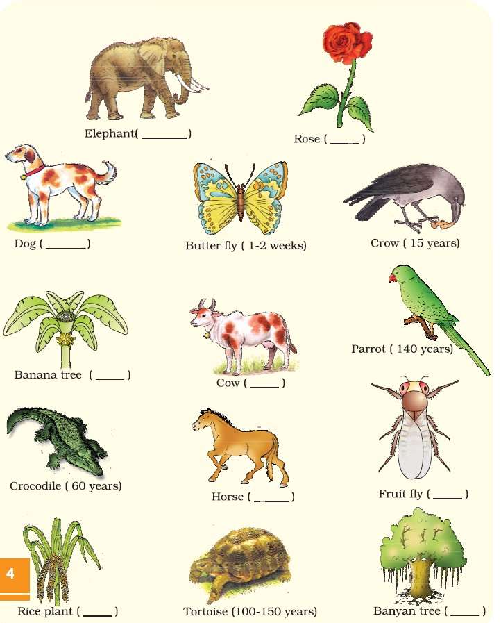 NCERT Class XII Biology Chapter 1 : Reproduction In Organisms