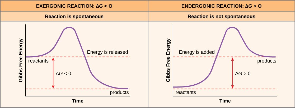 Potential, Kinetic, Free, and Activation Energy · Biology