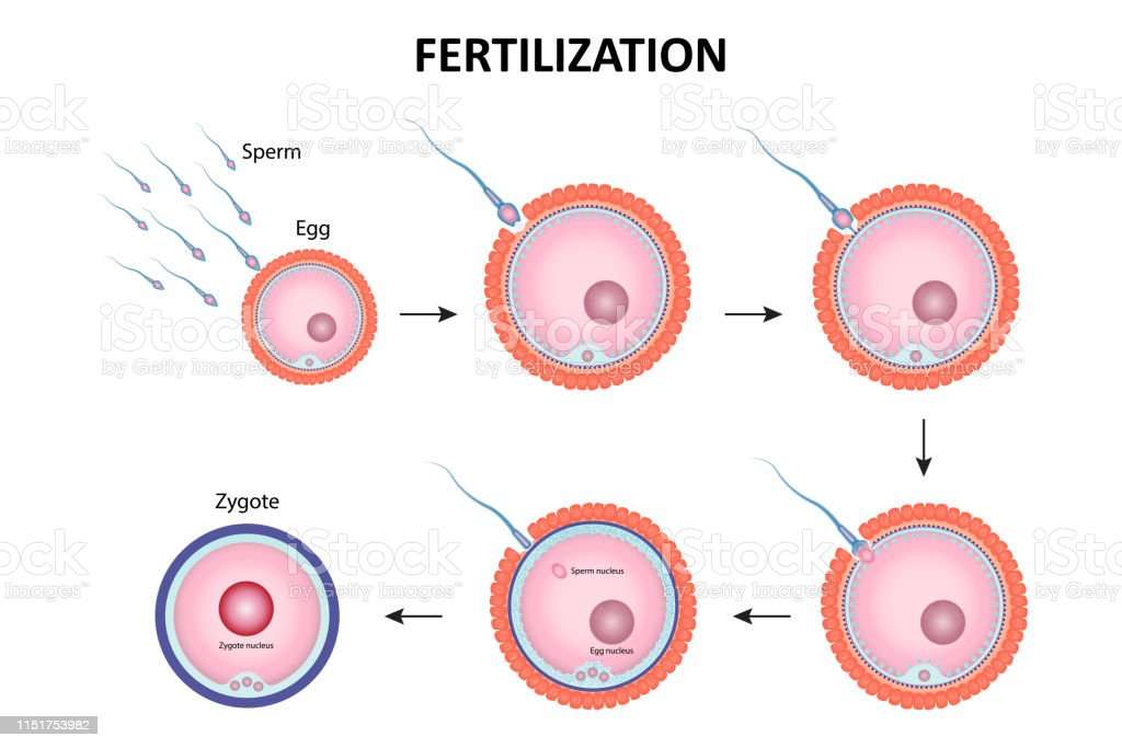 Process Of Human Fertilization Stock Illustration