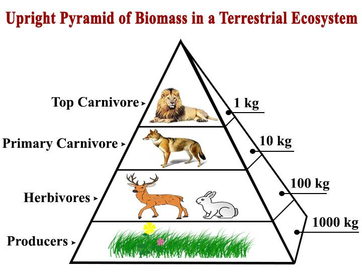 Pyramid of biomass indicates A Biotic potential B Standing ...