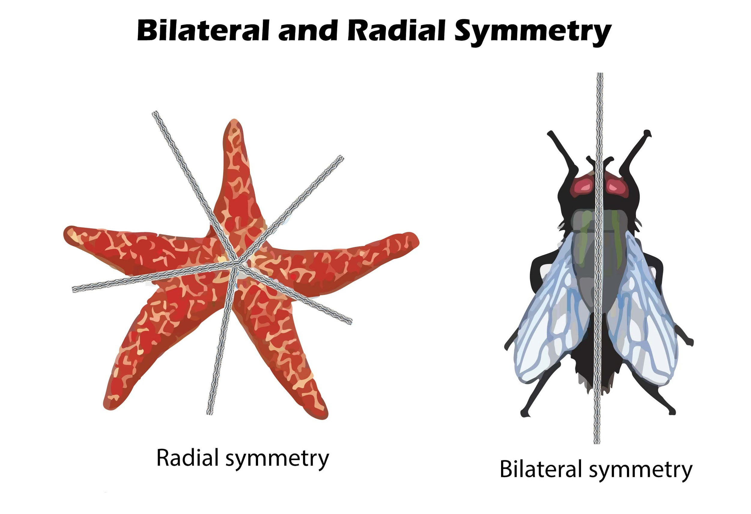 Radial symmetry occurs in aFishes bMolluscs CStarfishes ...