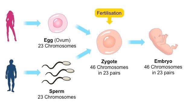 Reproduction, Types of sexual reproduction (Conjugation ...