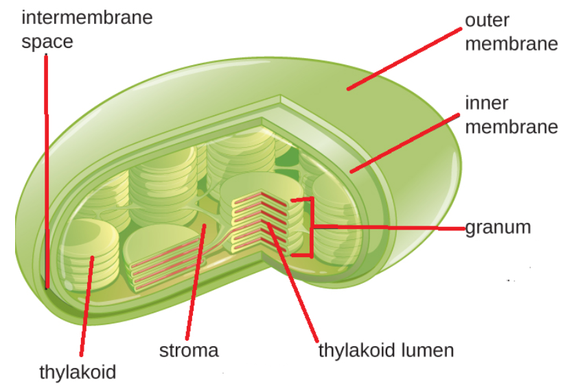 The granum and stroma lamellae are the parts of A ...