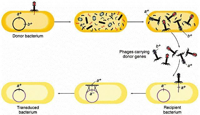 The mechanism of generalized transduction (***)