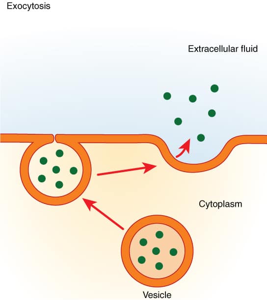 What are common mistakes students make with endocytosis and exocytosis ...