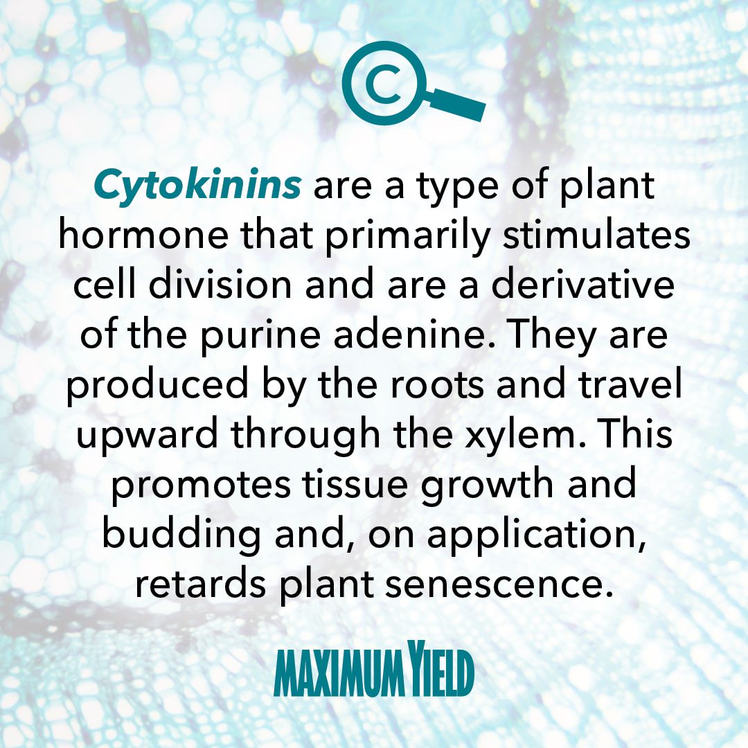 What are Cytokinins?