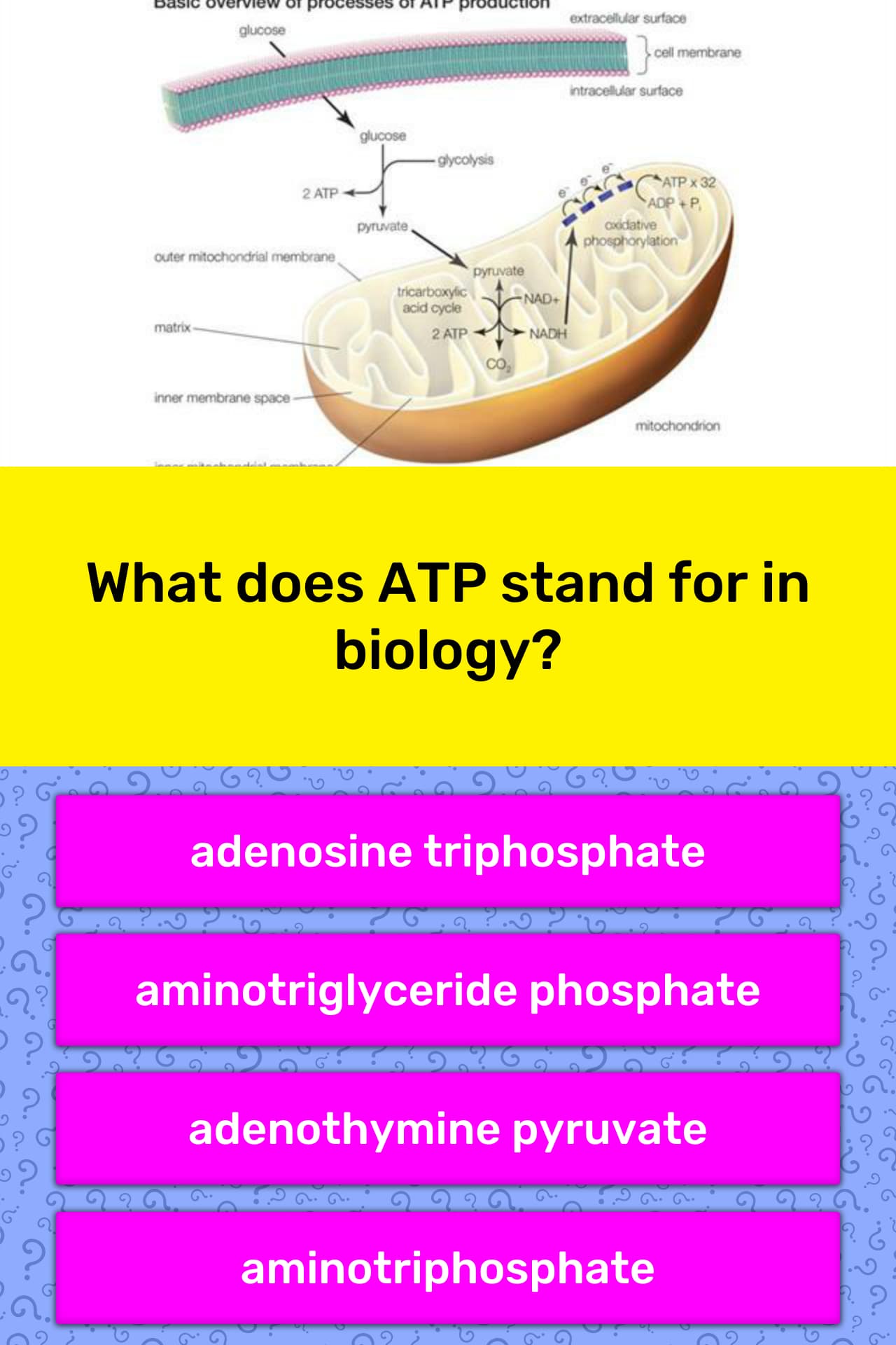 What does ATP stand for in biology?