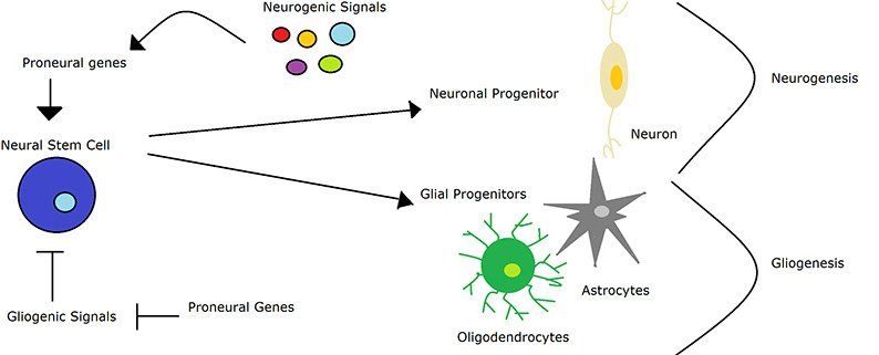 What is neurogenesis?