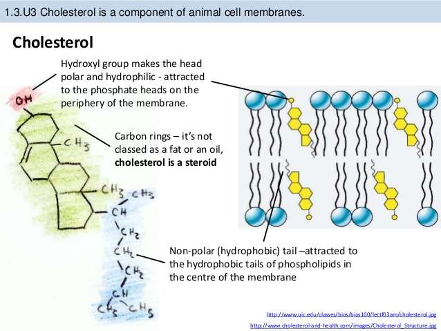 What is the function of cholesterol molecules in the cell membrane ...