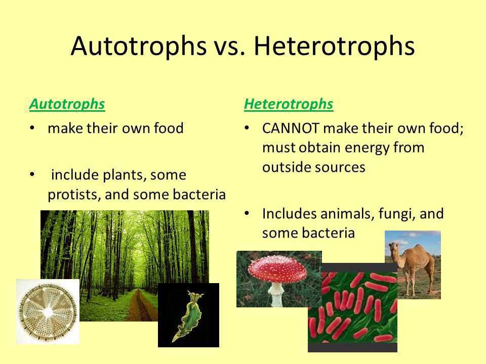 ð? Autotrophic mode of nutrition. What do you mean by ...